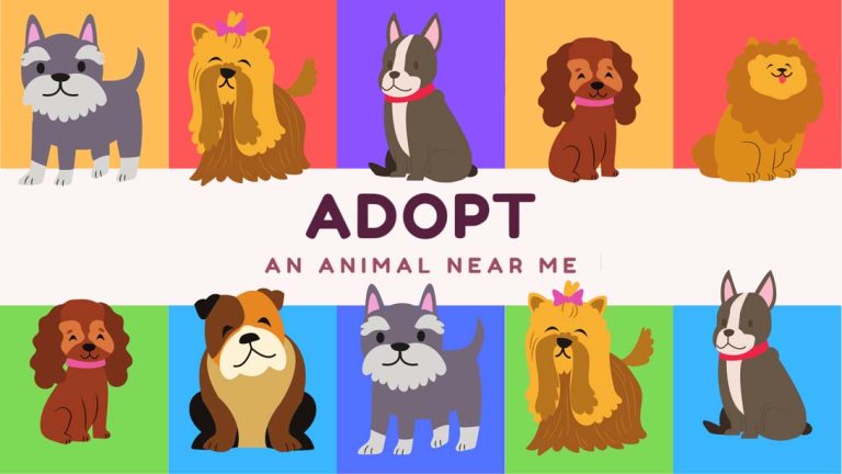 【美版】在我附近收养一只动物 Adopt an animal near me